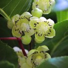 Actinidia Arguta Tara Vine Hardy Kiwi 50 Seeds