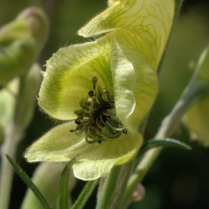 Aconitum Anthora Yellow Monkshood 10 Seeds