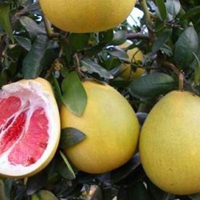 Citrus Maxima Red Flesh Chinese Grapefruit Pomelo Pumello 5 Seeds
