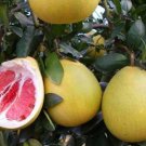 Citrus Maxima Red Flesh Chinese Grapefruit Pomelo Pumello 5 Seeds