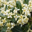 Pittosporum Tobira Cheesewood Japanese Mock Orange 10 Seeds
