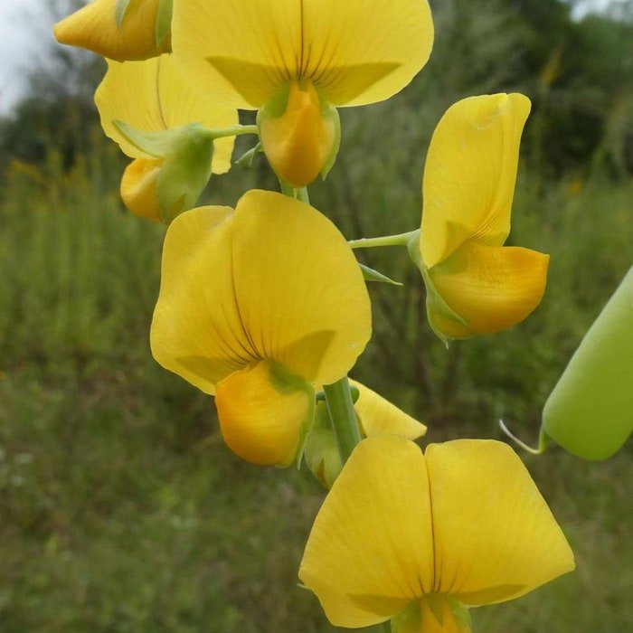 Crotalaria Spectabilis Rattlebox Showy Rattlepod Cats Bell 10 Seeds