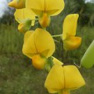 Crotalaria Spectabilis Rattlebox Showy Rattlepod Cats Bell 10 Seeds