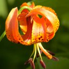 Lilium Michiganense Michigan Lily 10 Seeds