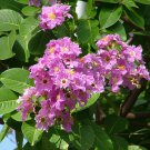 Lagerstroemia Speciosa Pride Of India Queens Giant Crepe Myrtle 20 Seeds