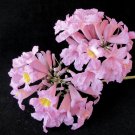 Tabebuia Rosea Apamate Pink Poui Pink Tecoma Rosy Trumpet Tree 20 Seeds