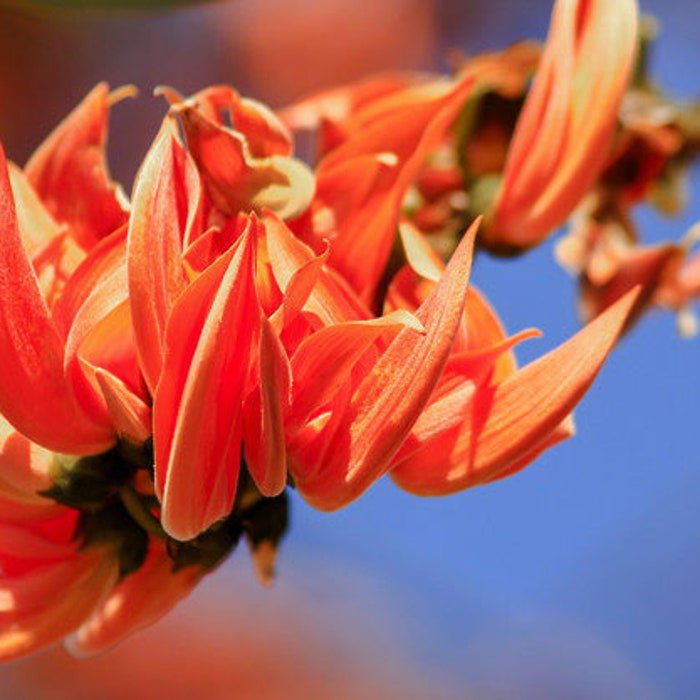 Butea Monosperma Flame Of The Forest Palash Bastard Teak 5 Seeds