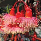 Eucalyptus Torquata Coolgardie & Coral Gum 50 Seeds
