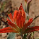 Castilleja Integra Wholeleaf Indian Paintbrush Squawfeather 100 Seeds