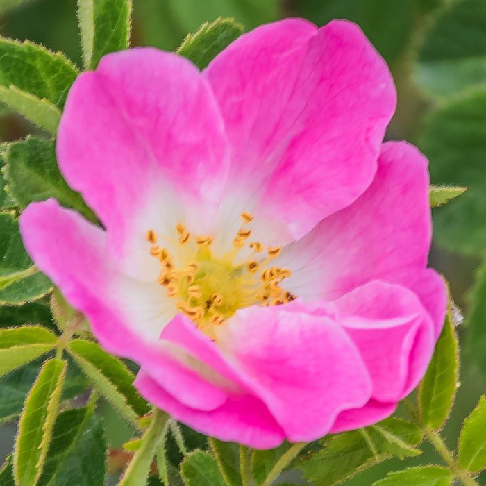 Rosa Rubiginosa Wild Rose Common Sweet Briar Double White Hip 20 Seeds
