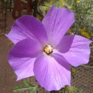 Alyogyne Huegelii Blue Hibiscus 20 Seeds