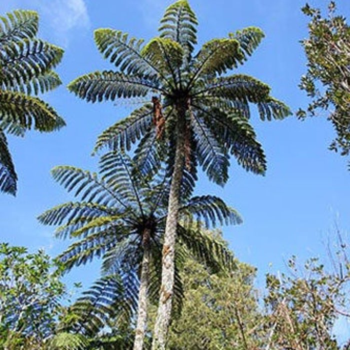 Cyathea Medullaris Black Tree Fern 1000 Spores
