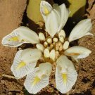 Amomum Maximum Java Cardamom 20 Seeds