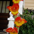 Gladiolus Dalenii African Parrot Gladiola Candy Corn Glad 5 Seeds