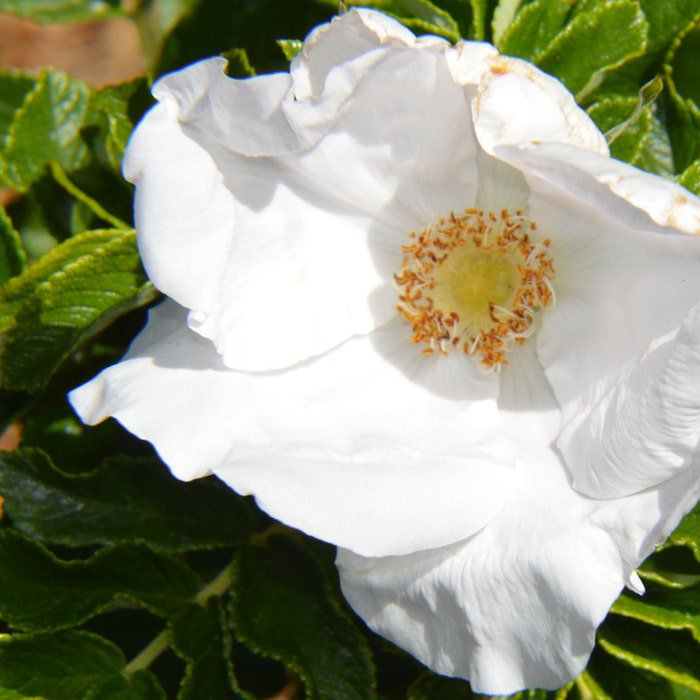 Rosa Rugosa Alba White Japanese Rose 10 Seeds