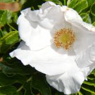 Rosa Rugosa Alba White Japanese Rose 10 Seeds