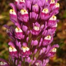 Castilleja Exserta Exserted Indian Paintbrush Purple Owls Clover 500 Seeds