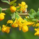 Berberis Insignis Barberry 10 Seeds