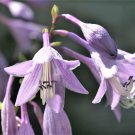 Hosta Longipes Funkia Plantain Lily Rock Hosta Iwa Giboshi 10 Seeds