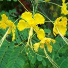 Caesalpinia Pulcherrima Yellow 10 Seeds