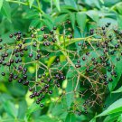 Zanthoxylum Rhetsa Indian Prickly Ash Cape Yellowwood 20 Seeds