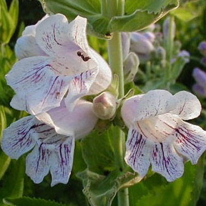 Penstemon Cobaea Showy Beardtongue 100 Seeds