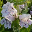 Penstemon Cobaea Showy Beardtongue 100 Seeds