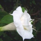 Datura Metel Double White Purity Hindu 10 Seeds