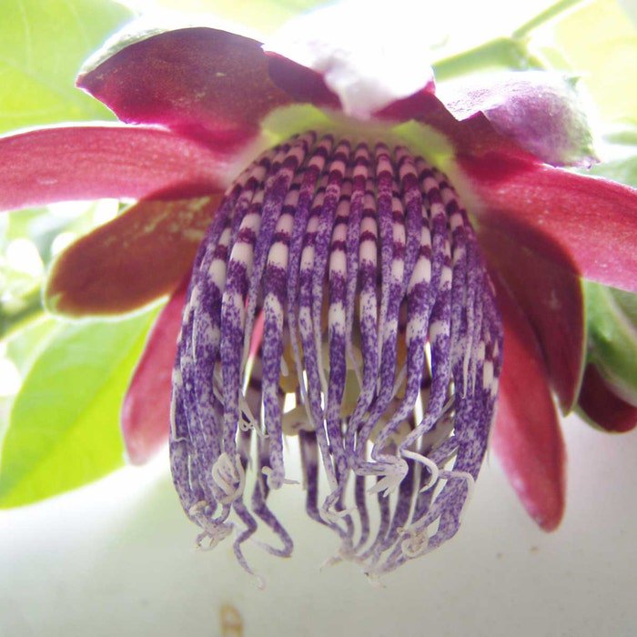 Passiflora Quadrangularis Giant Granadilla Barbadine Tumbo 10 Seeds