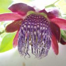 Passiflora Quadrangularis Giant Granadilla Barbadine Tumbo 10 Seeds