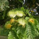 Albizia Lebbeck Siris Tree Womans Tongue East Indian Walnut 10 Seeds