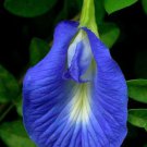 Clitoria Ternatea Single Blue Butterfly Pea 10 Seeds