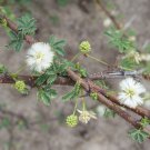 Acacia Planifrons Umbrella Thorn Tree 10 Seeds