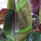 Musa Sikkimensis Red Tiger Darjeeling Banana 5 Seeds