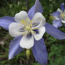 Aquilegia Caerulea Colorado Blue Columbine 50 Seeds