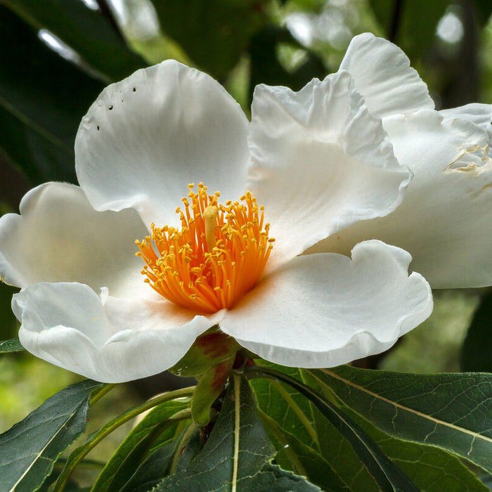 Franklinia Alatamaha Ben Franklin Tree 5 Seeds