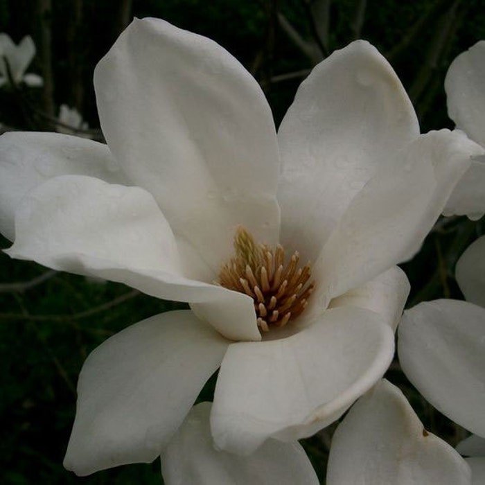 Magnolia Denudata Lily Tree 5 Seeds