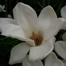 Magnolia Denudata Lily Tree 5 Seeds