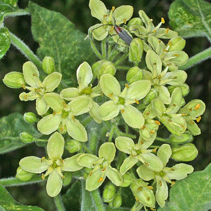 Ptelea Trifoliata Hoptree Stinking Ash Wafer Ash 20 Seeds