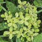 Ptelea Trifoliata Hoptree Stinking Ash Wafer Ash 20 Seeds