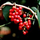 Tinospora Cordifolia Kanda Amrta Moonseed Guduchi Giloy 10 Seeds