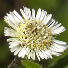 Eclipta Prostrata False Daisy Yerba De Tago Bhringraj 50 Seeds