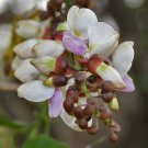 Millettia Pinnata Pongamia Pongame Oiltree Indian Beech 5 Seeds