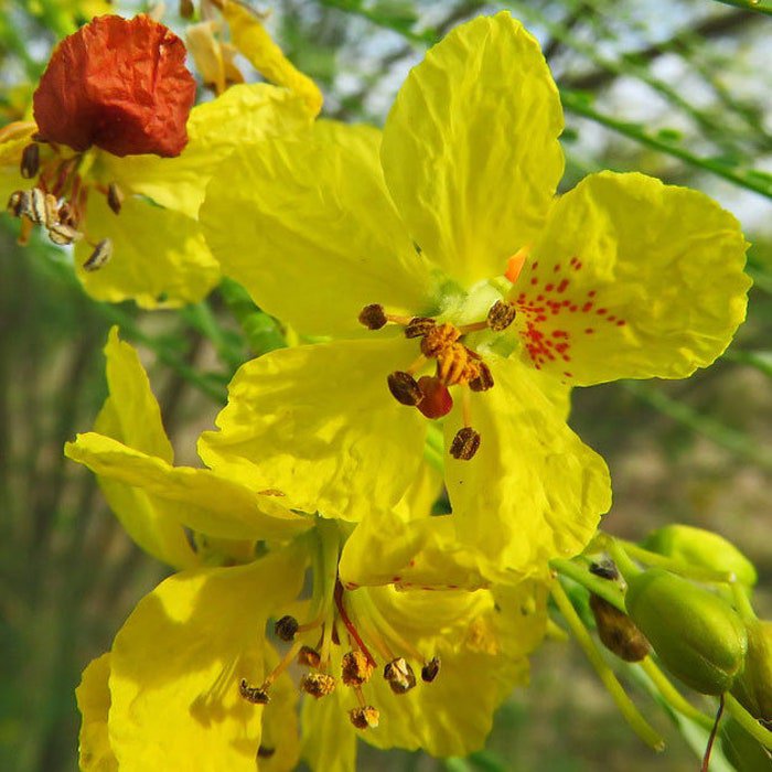 Parkinsonia Aculeata Jerusalem Thorn Palo Verde Horse Bean 10 Seeds