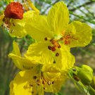 Parkinsonia Aculeata Jerusalem Thorn Palo Verde Horse Bean 10 Seeds