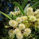Acacia Melanoxylon Australian Blackwood Mudgerabah Tasman 10 Seeds