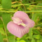Clitoria Ternatea Single Pink Butterfly Pea 10 Seeds