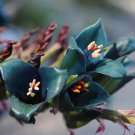 Puya Alpestris Sapphire Tower Bromeliad 20 Seeds