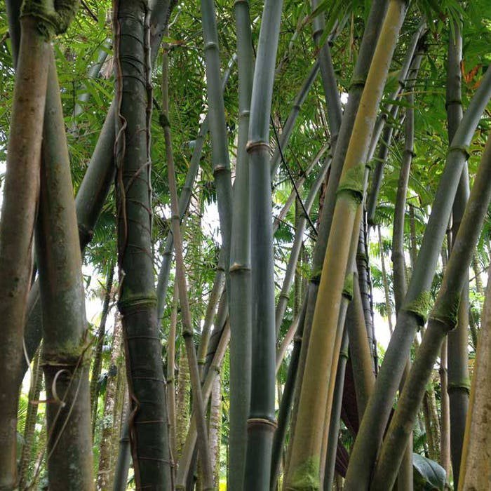 Dendrocalamus Strictus Calcutta Bamboo 20 Seeds