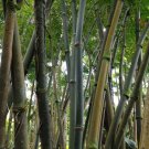 Dendrocalamus Strictus Calcutta Bamboo 20 Seeds